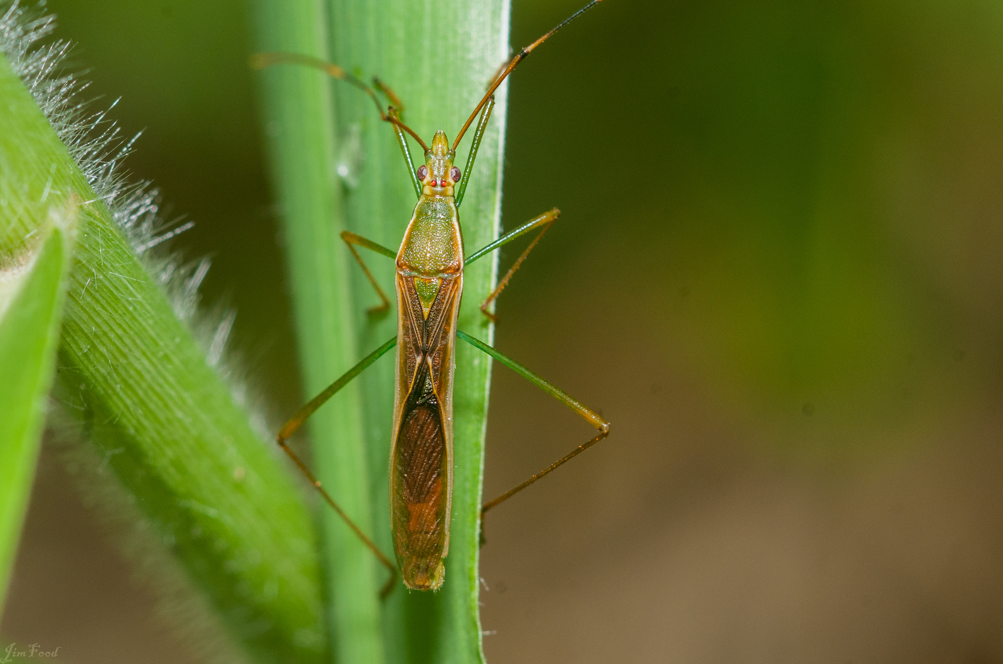 Leptocorisa acuta